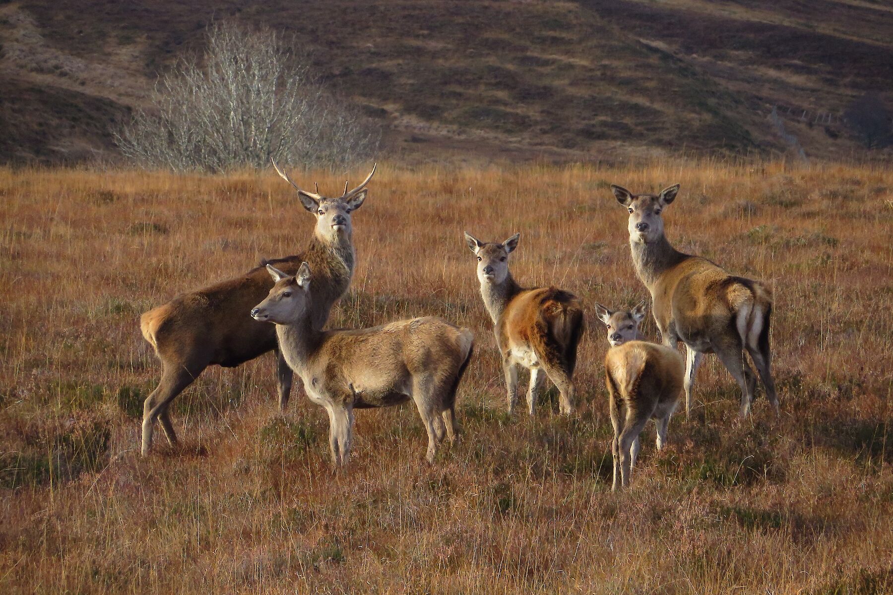 Rosehall image: Small herd of red deer look at photographer on rough tufted ground